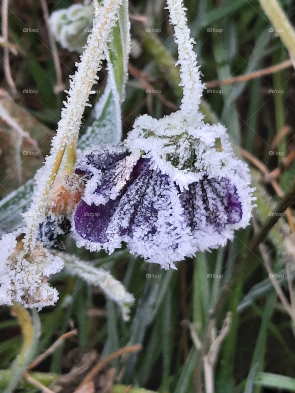 first autumn frost crystals on faded lavatera flower