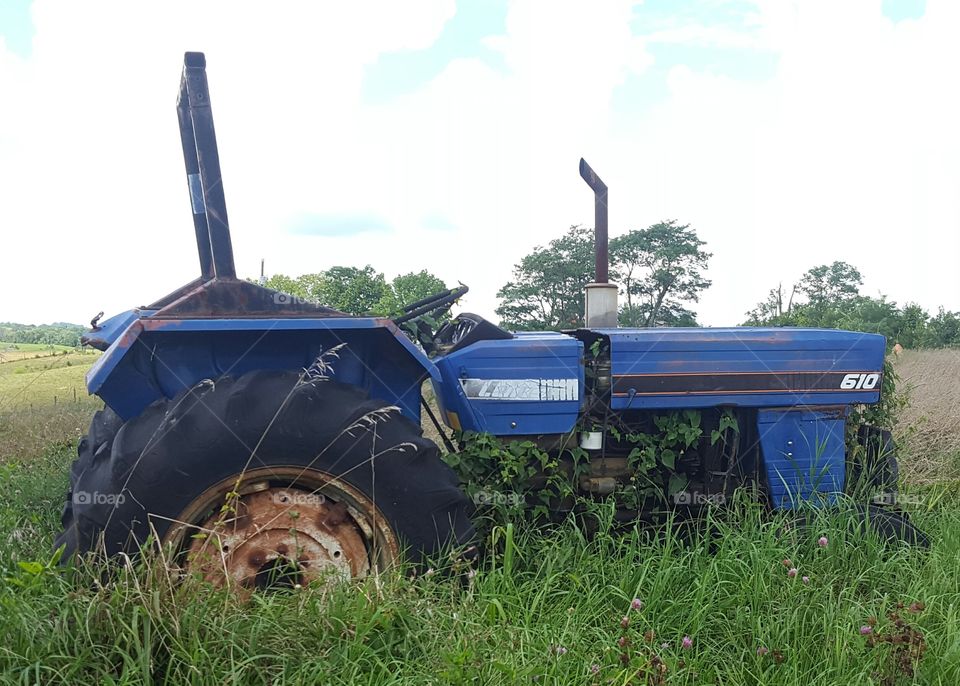 Grass, Agriculture, Farm, Outdoors, Summer
