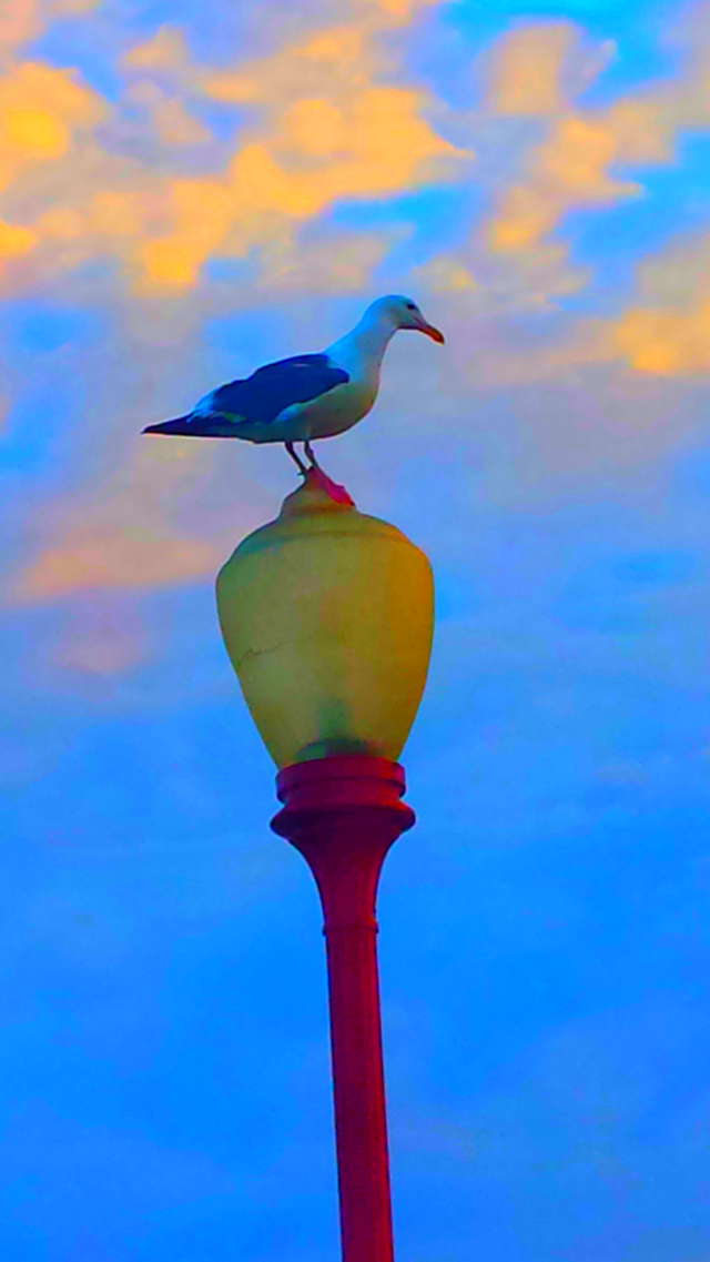 "Seagull At Oceanside Pier"