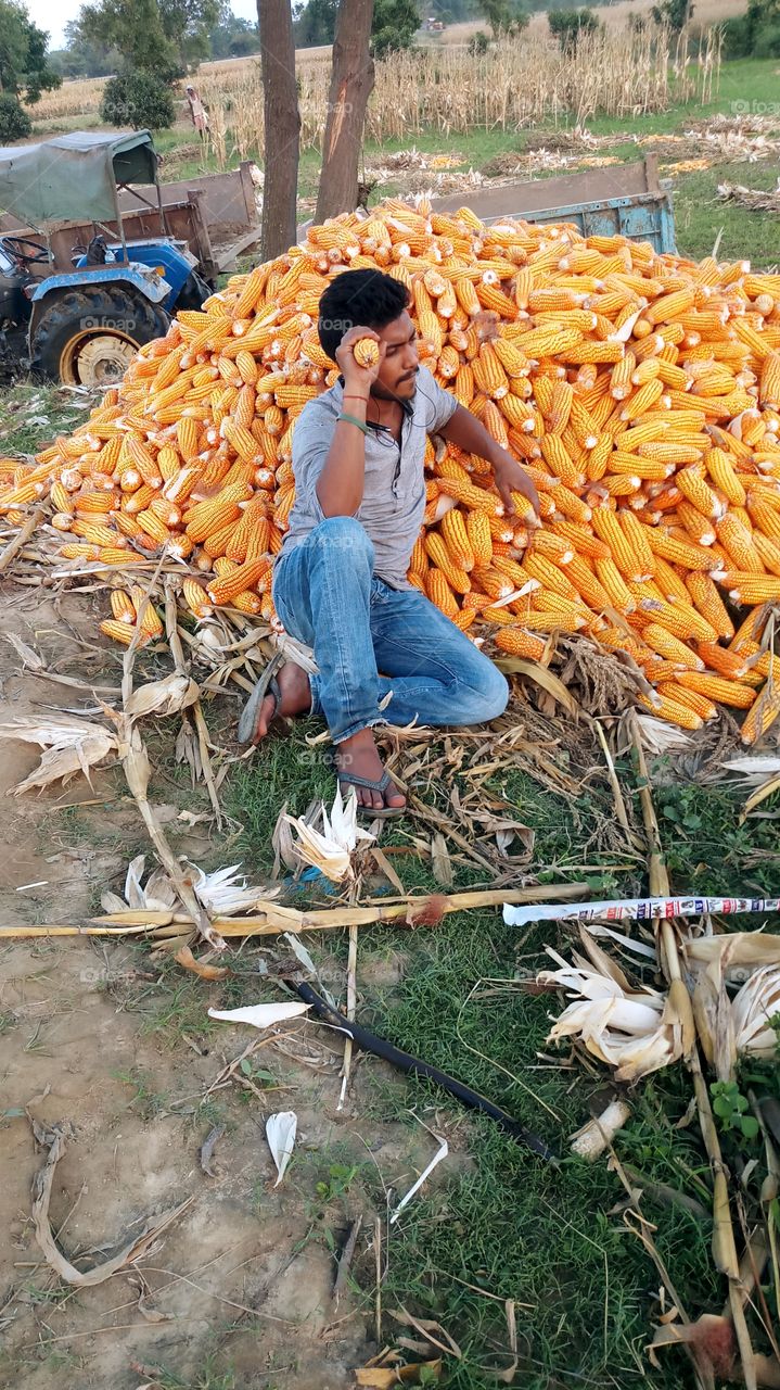 maize farming