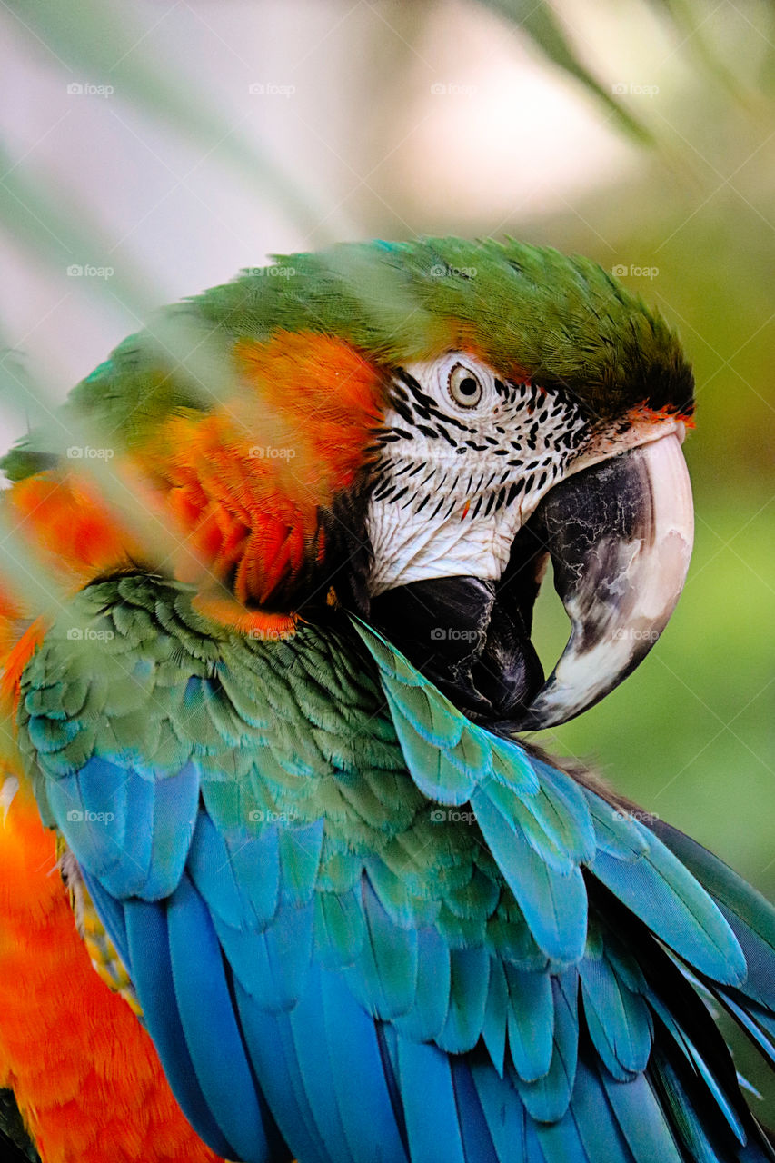 Macaw