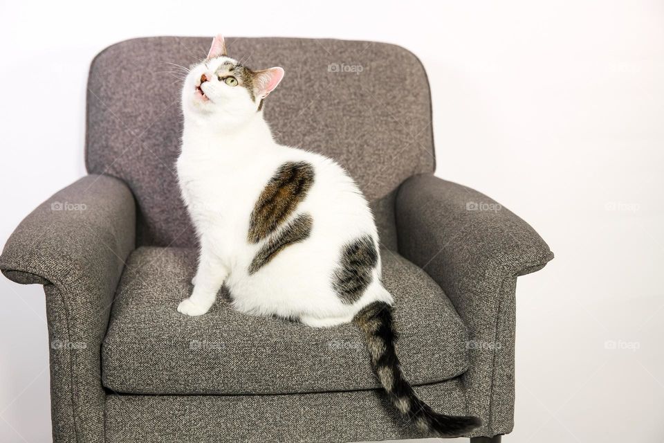 The cat is resting on the chair