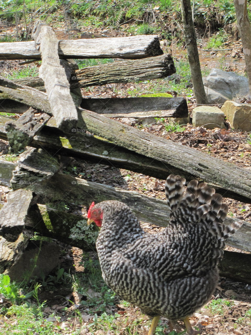 Chicken & Split Rail Fence