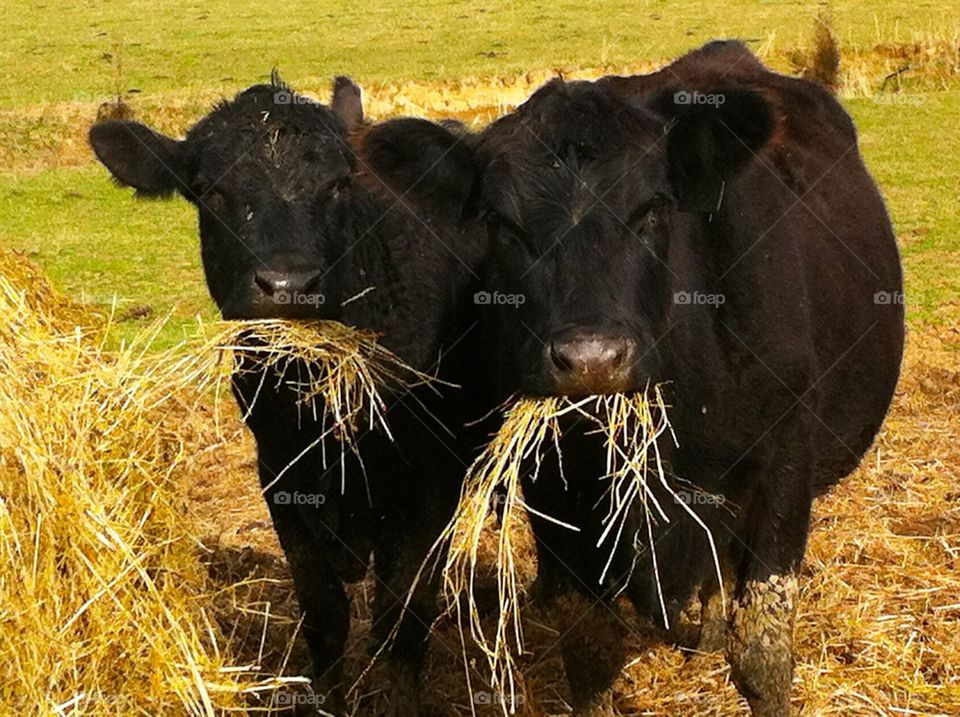 Two hungry cows