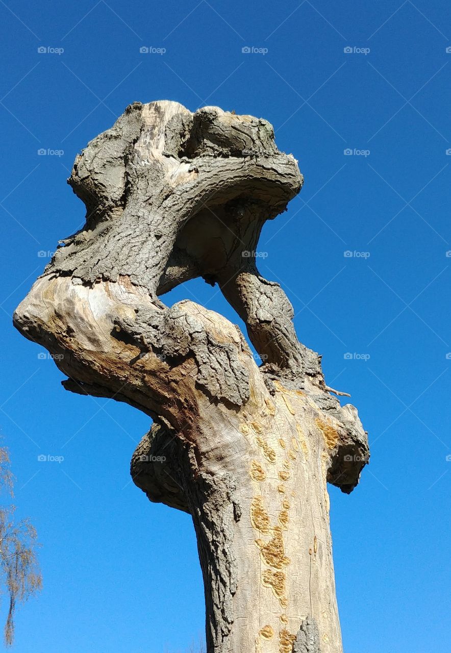 baum ast trocken öde