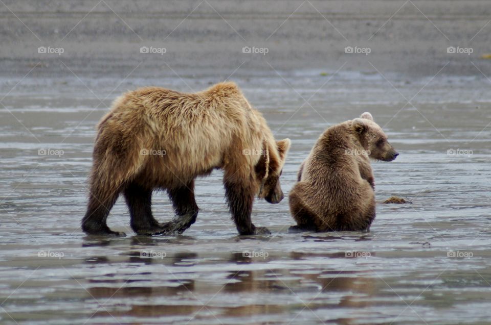 Mother and cub take a break from clamming