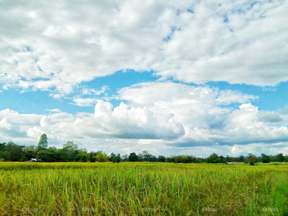 farmland,sky,tree,rice field
