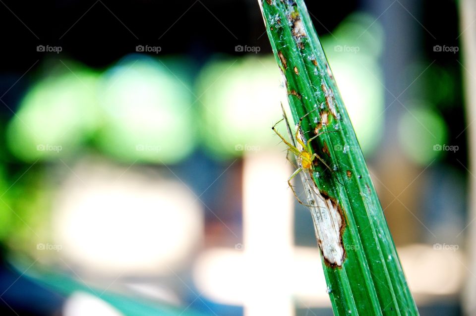 Nature, Color, Leaf, No Person, Abstract