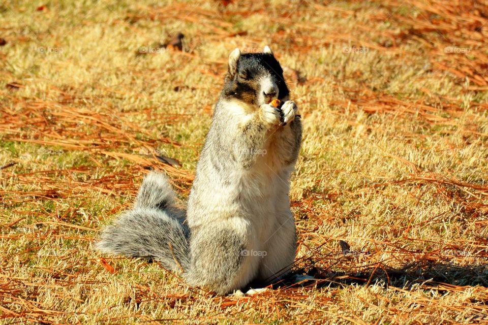 Fox Squirrel 