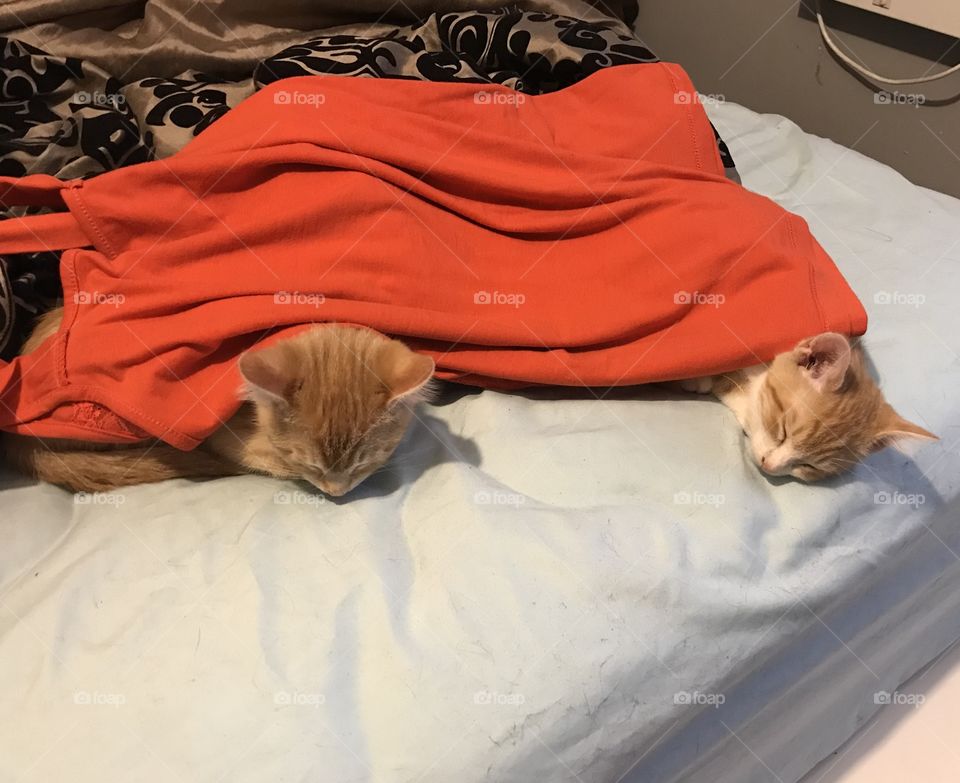 2 new baby kitties enjoying their nap