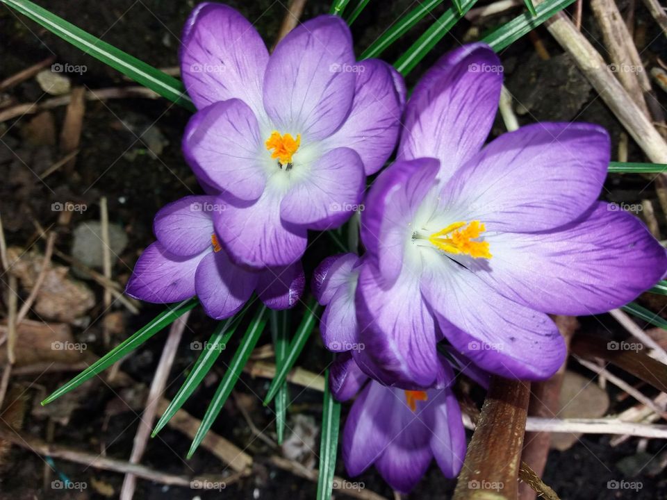 crocuses from the garden