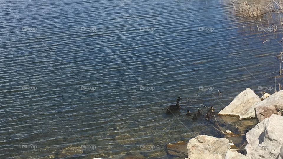 Baby And Mommy Ducks. Copyright © CM Photography May 2019. 