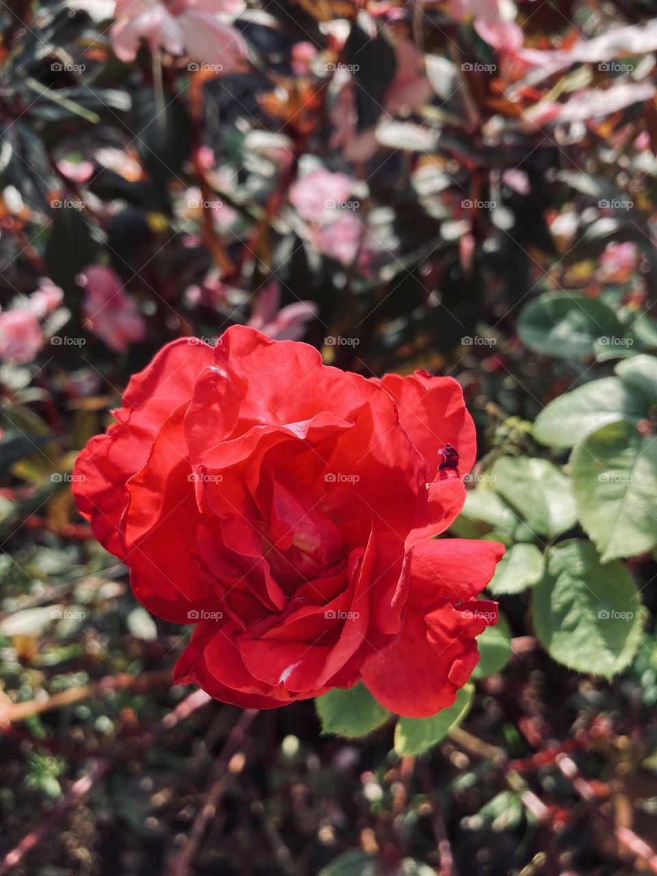 🌹 🇺🇸 Very beautiful flowers to brighten our day.  Live nature and its beauty. Did you like the delicate petals? / 🇧🇷 Flores muito bonitas para alegrar nosso dia. Viva a natureza e sua beleza. Gostaram das pétalas delicadas? 