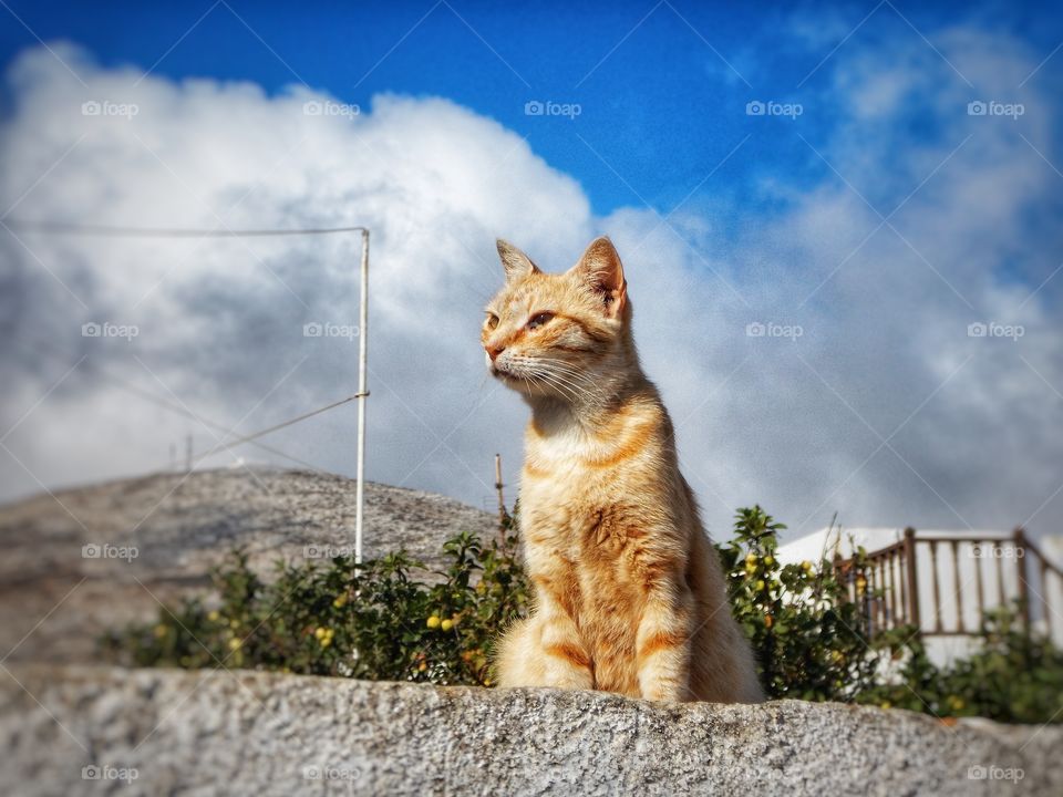 Greek cat Folegandros 