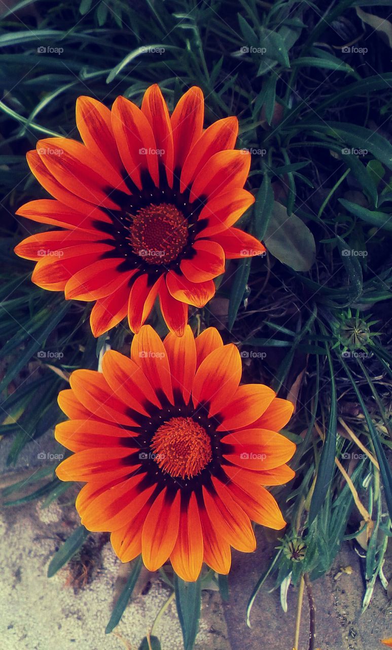 Two blooming beautiful orange wild
flower hanging outdoors,in nature 
with leaves and branches