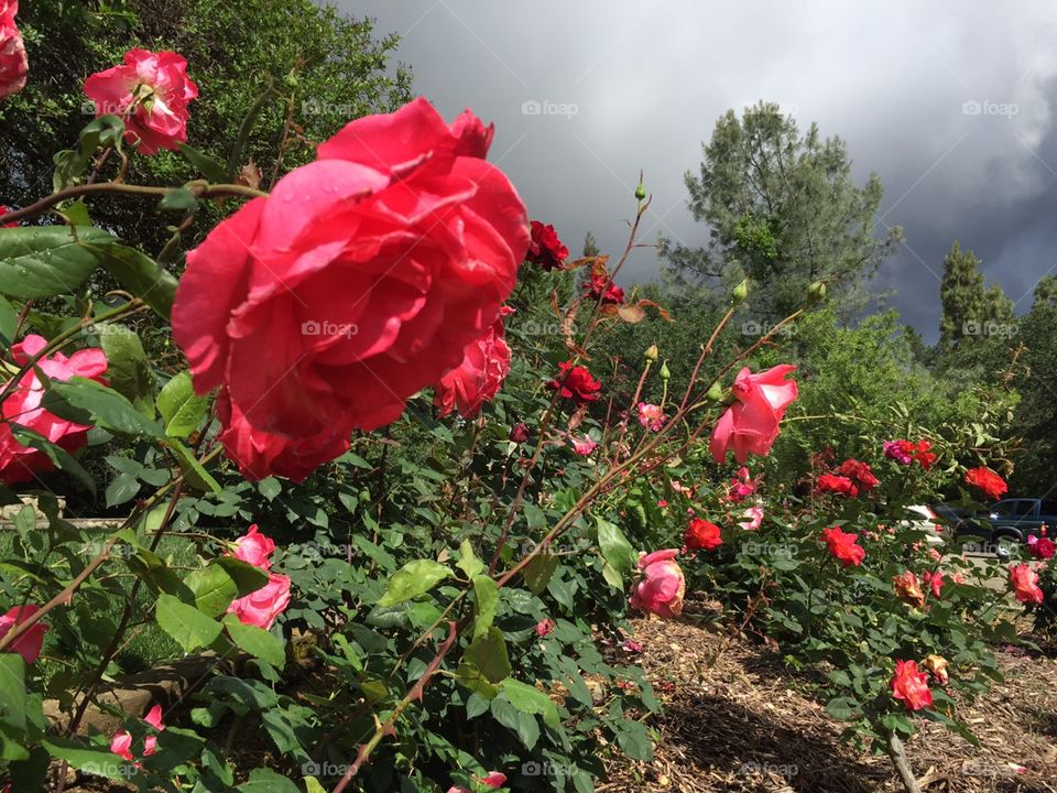 Flower, Rose, No Person, Flora, Garden