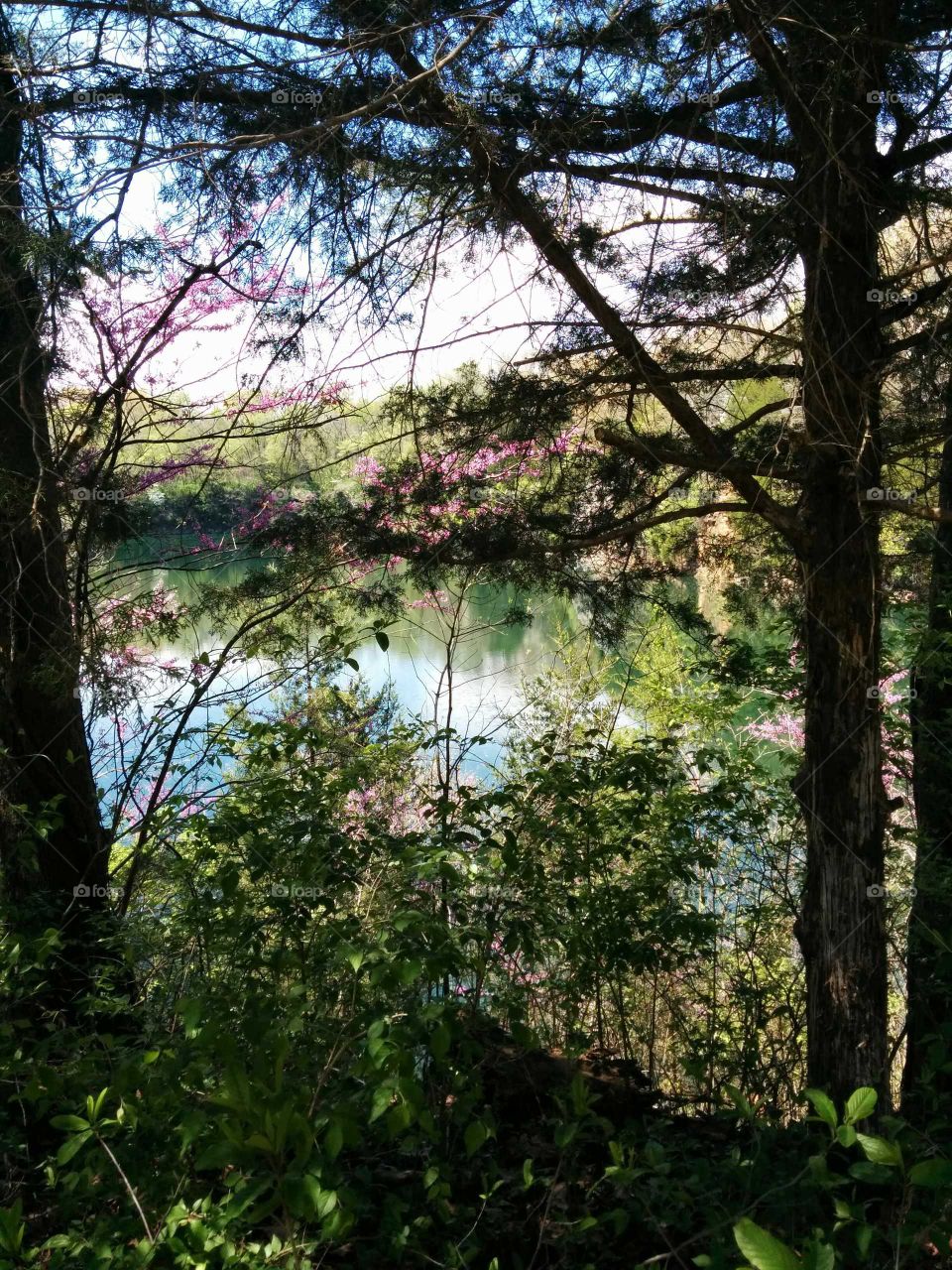 lake through the trees