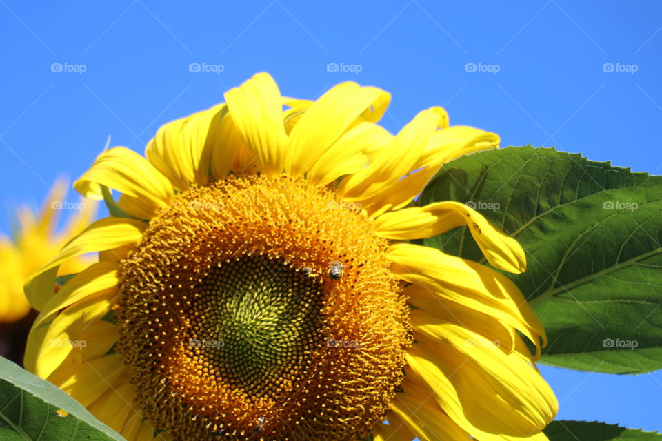 Happy Sunflower