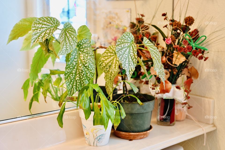 The Praying Plant and the peace lily on our bathroom. 