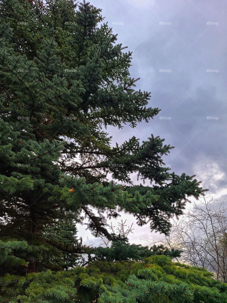 Sky through forest at dusk