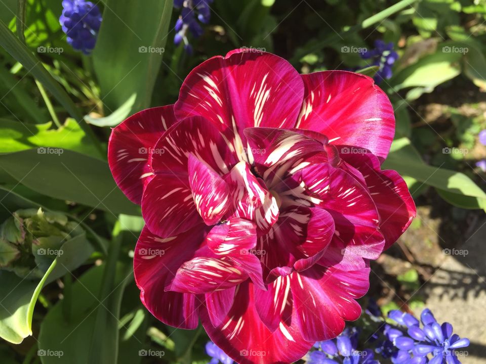 Tulpen Farbe Schönheit Liebe Frühling Romanze Garten selten Blumen Frische Ostern 
