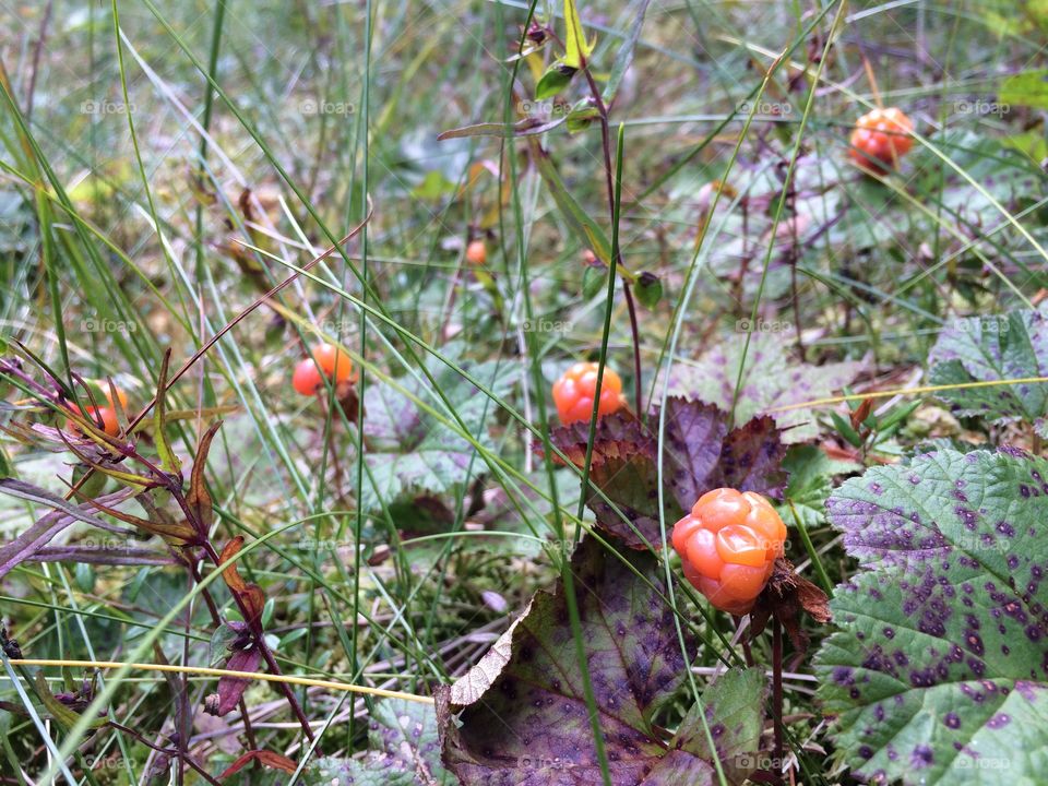 Cloudberry heaven. Picking cloudberrys in the north of Sweden