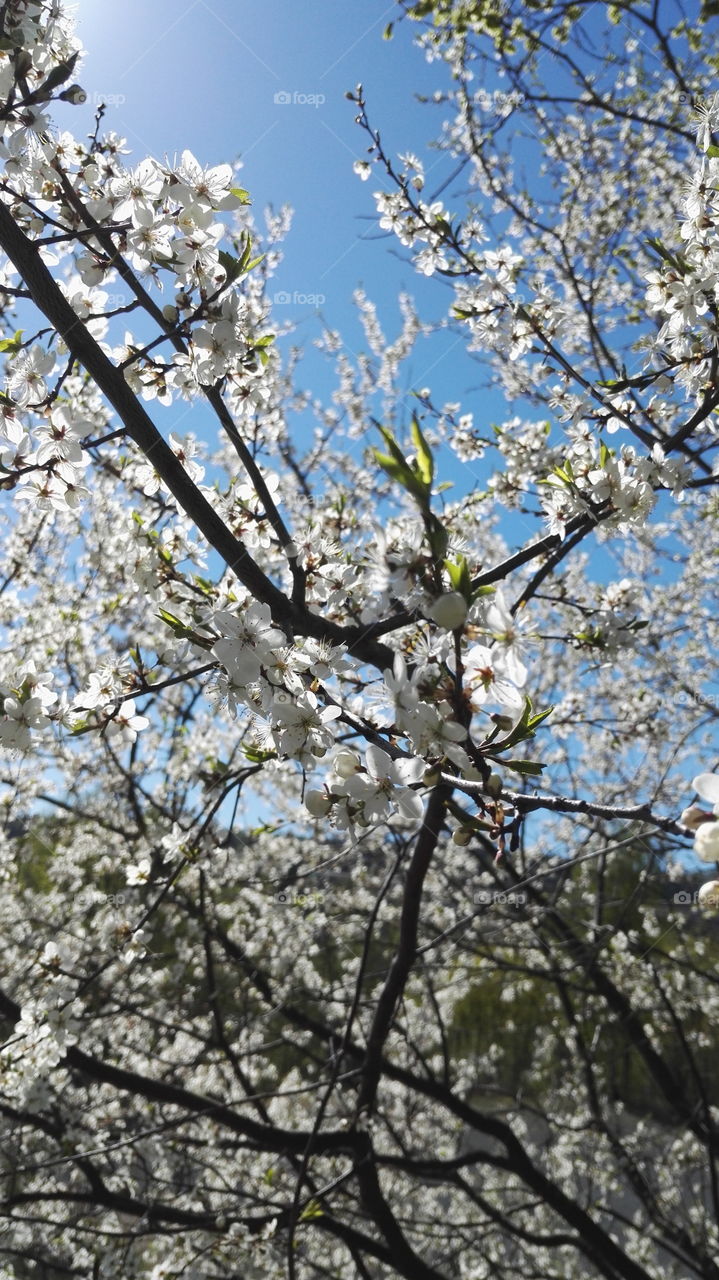 beautiful and blooming tree