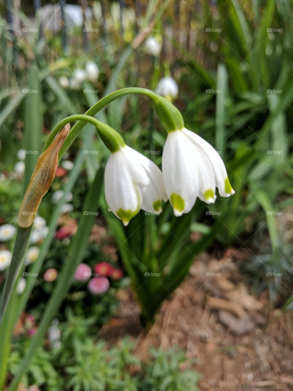 spring snowflake