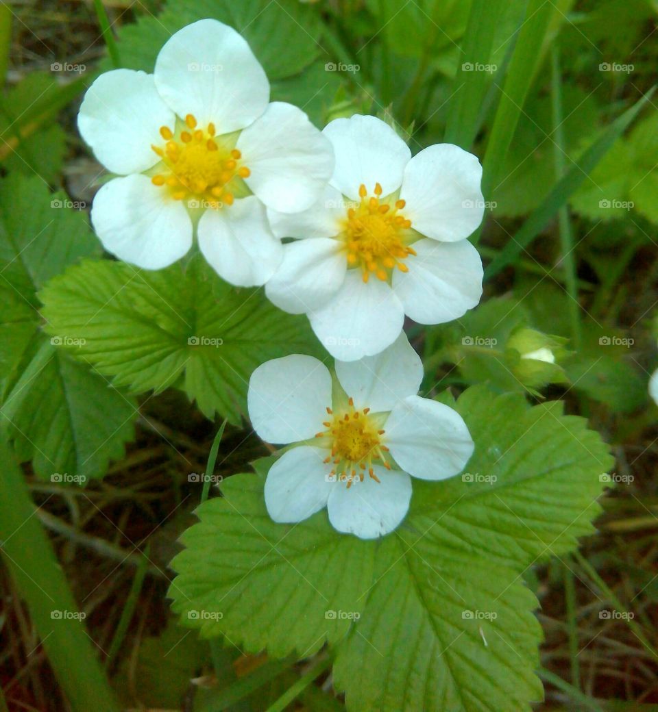 Nature, Flower, Flora, No Person, Garden