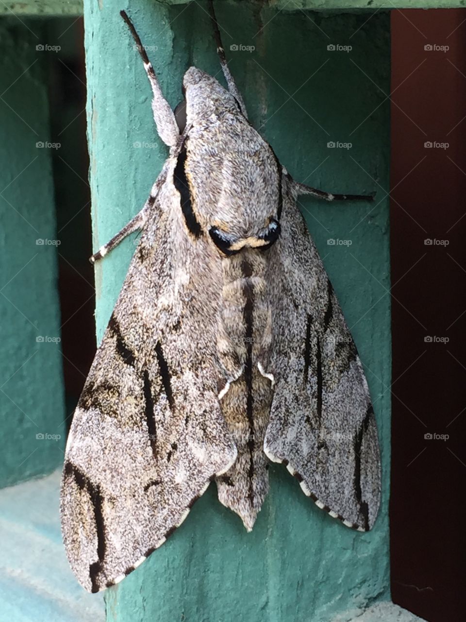 Moth at the Deoksugung Palace