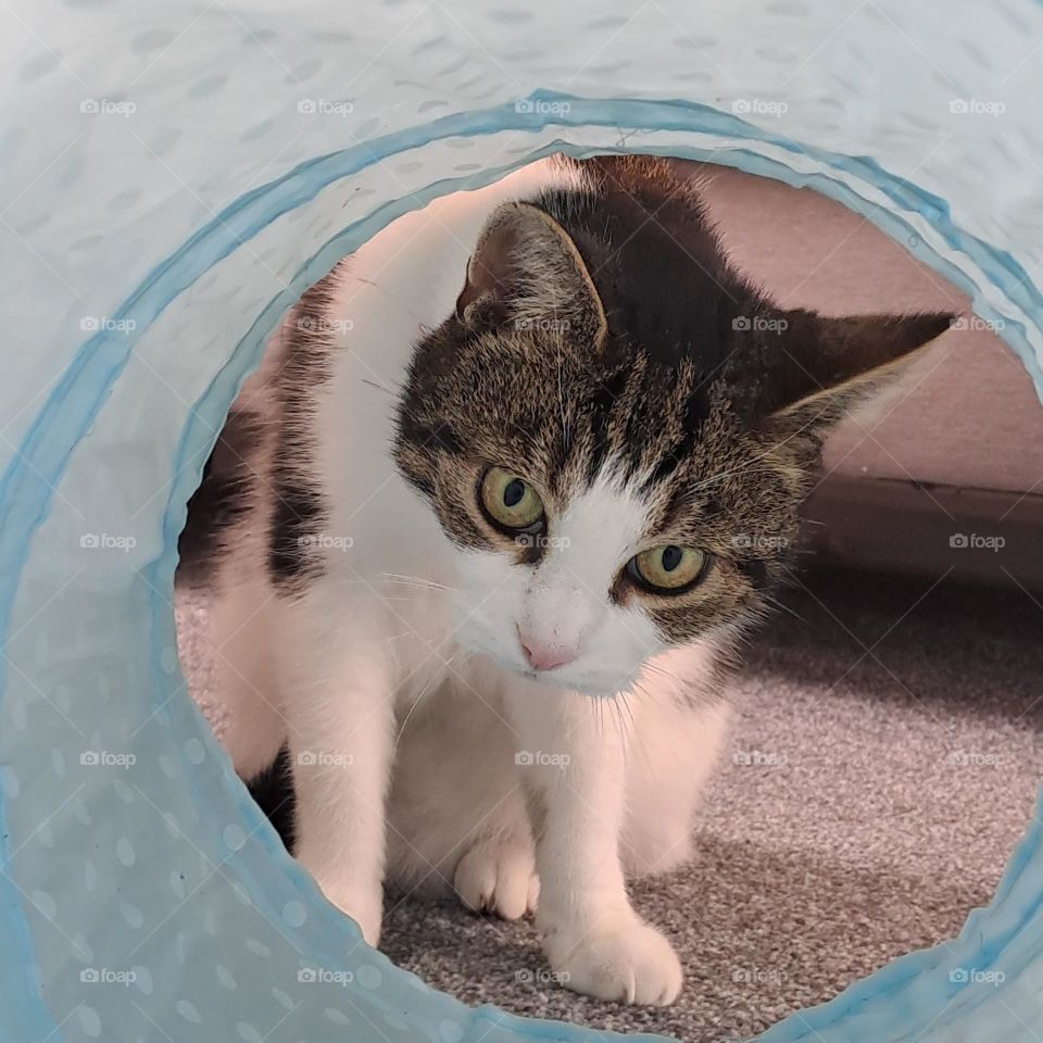 tabby white cat playing blue tunnel game looking through