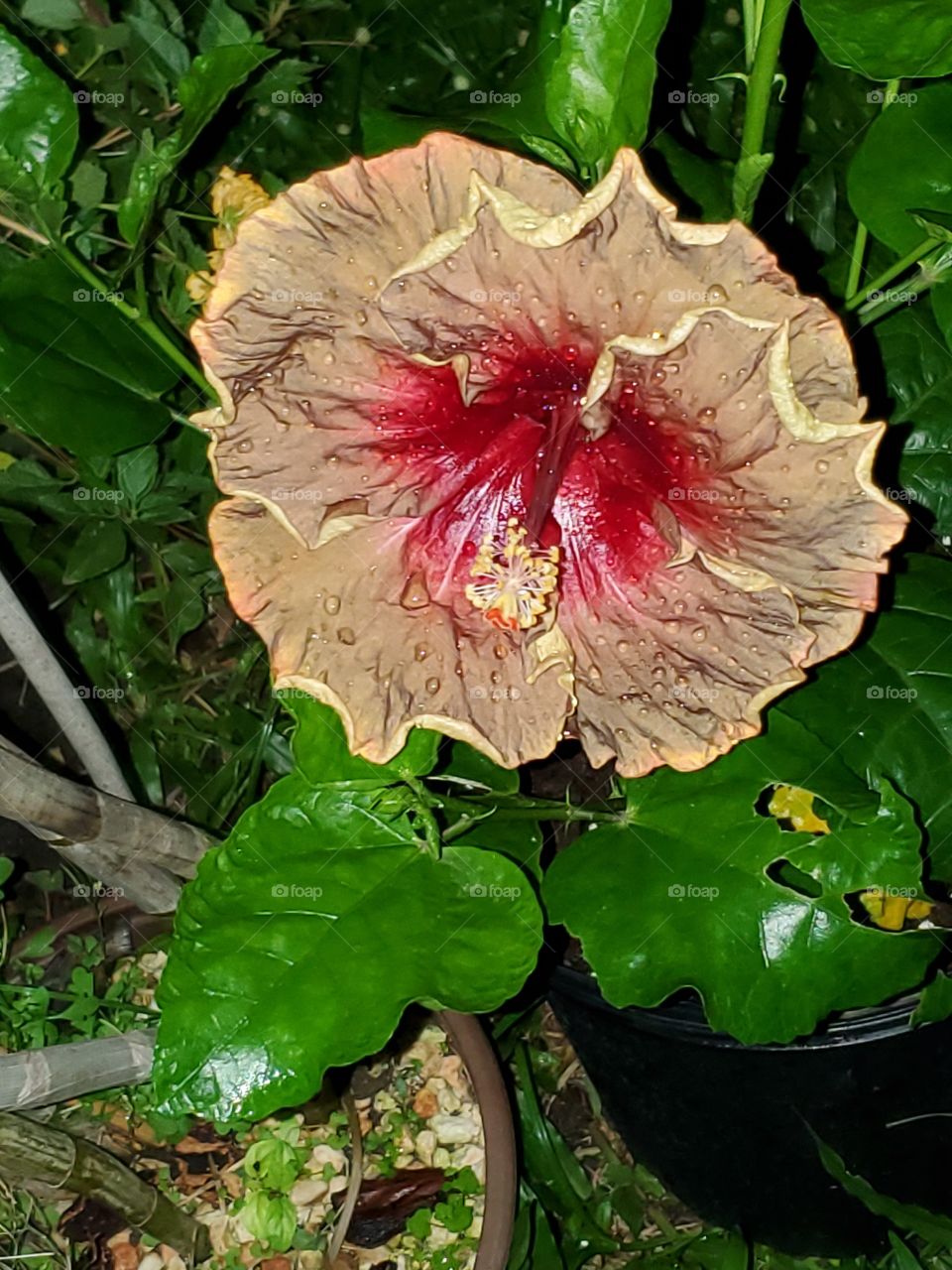 exotic paboba/hibiscus