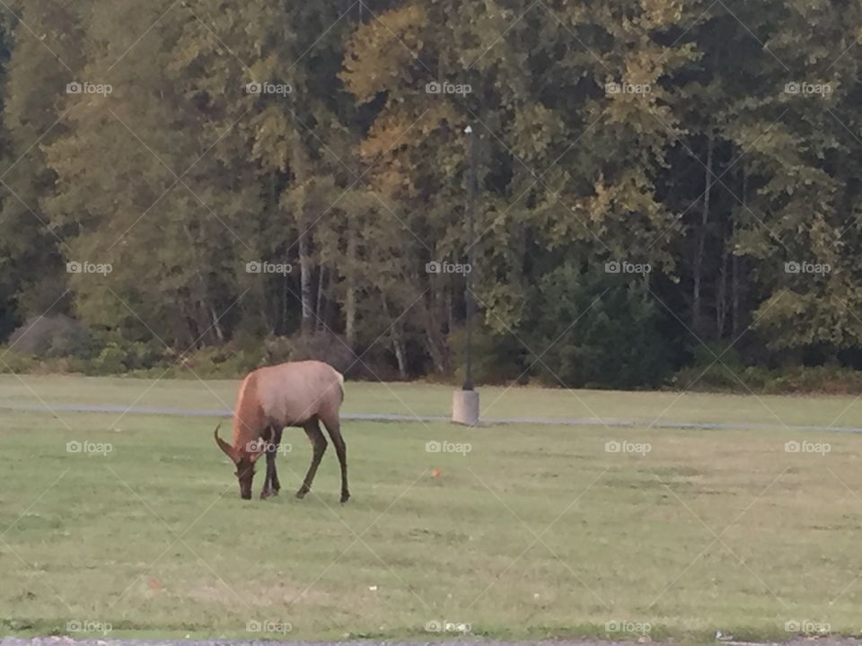 Elk in Washington