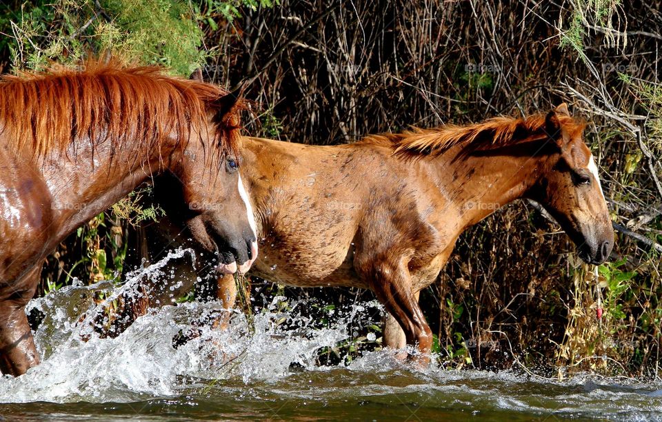 Wild Stallion Escorting His Colt in River