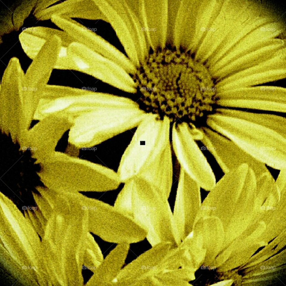 atadaisy. lighting effects