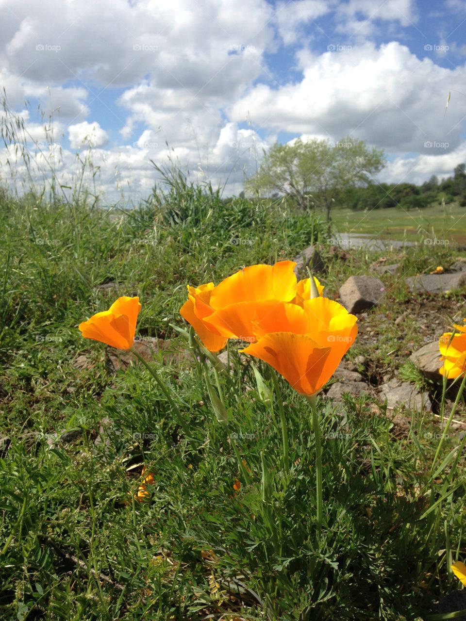 Cali poppies