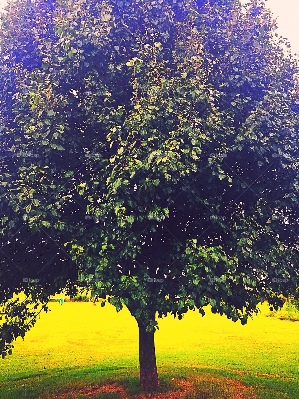 Golden hour tree