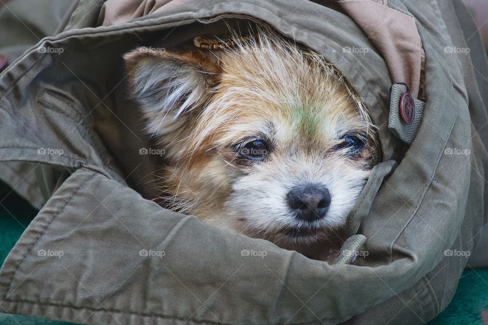 A cute dog keeping warm and relaxing in it’s owner’s jacket.