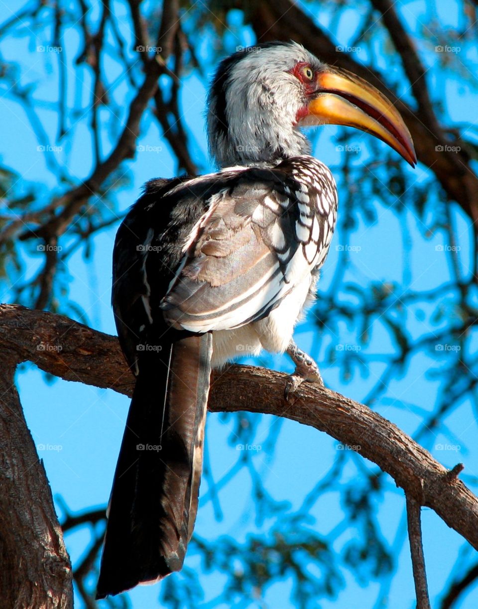 African Hornbill in Botswana. African Hornbill in Botswana, Africa