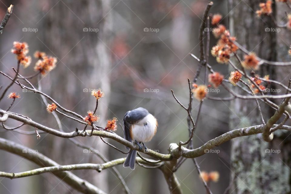 Spring Blush; Tufted Titmouse pruning on a branch in Spring bloom