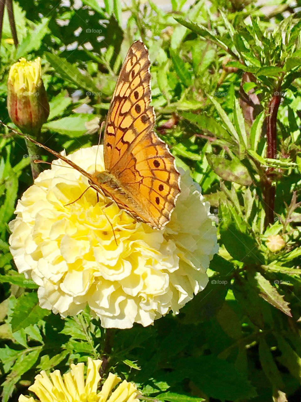 Butterfly on marigold