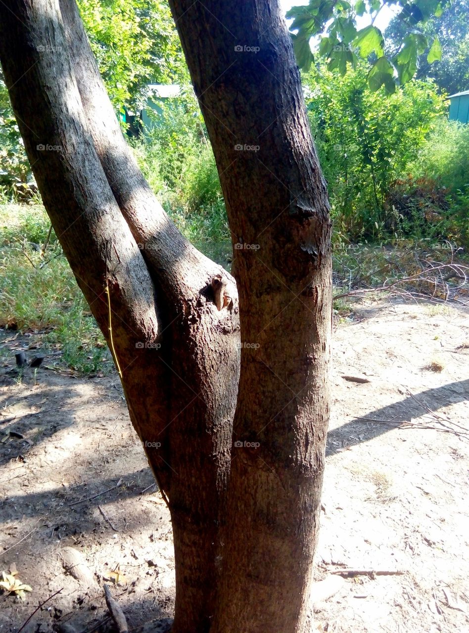 Дерево три ствола