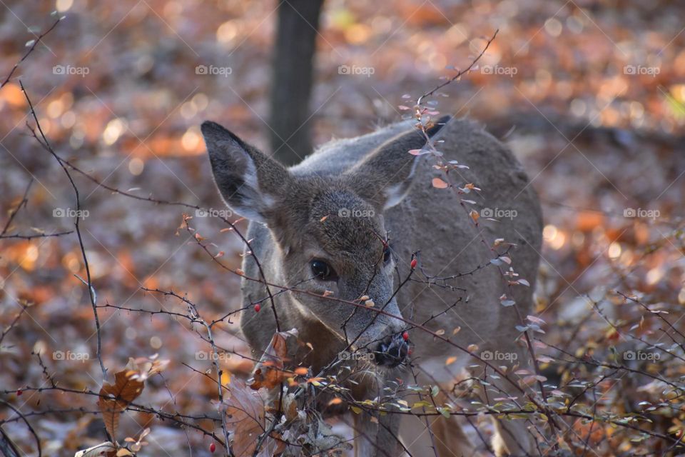 A small deer foraging in the cold forest