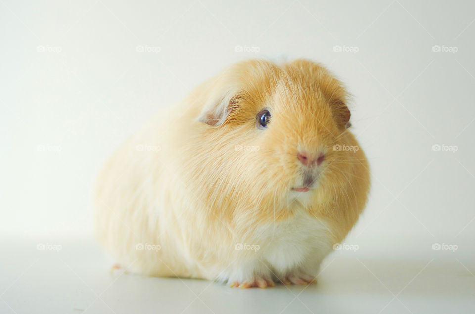 Guinea pig