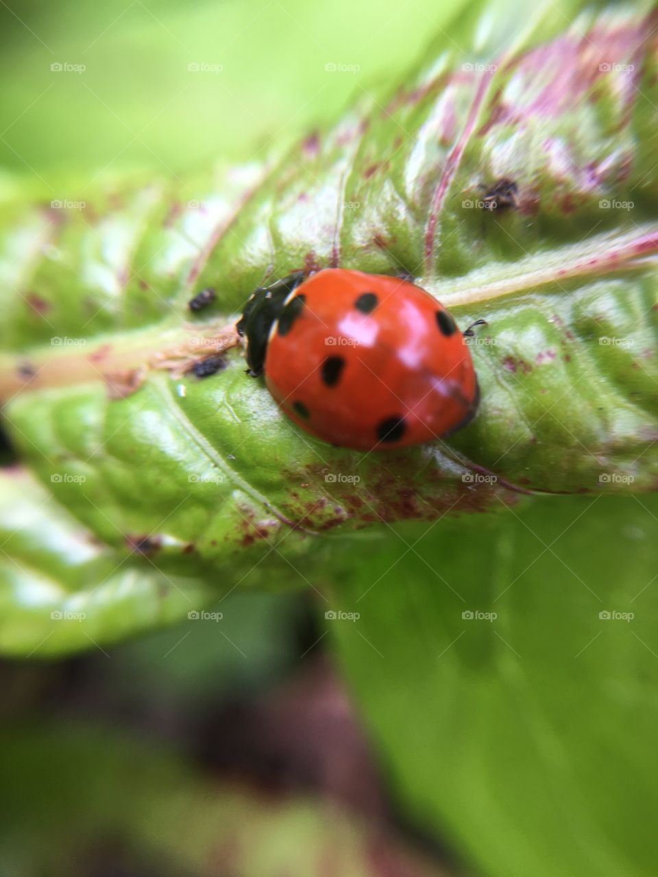 Ladybug