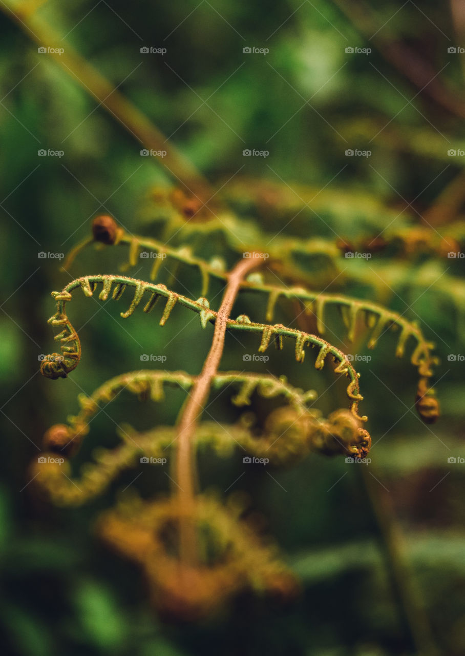 Small macro plant in the middle of a green nature