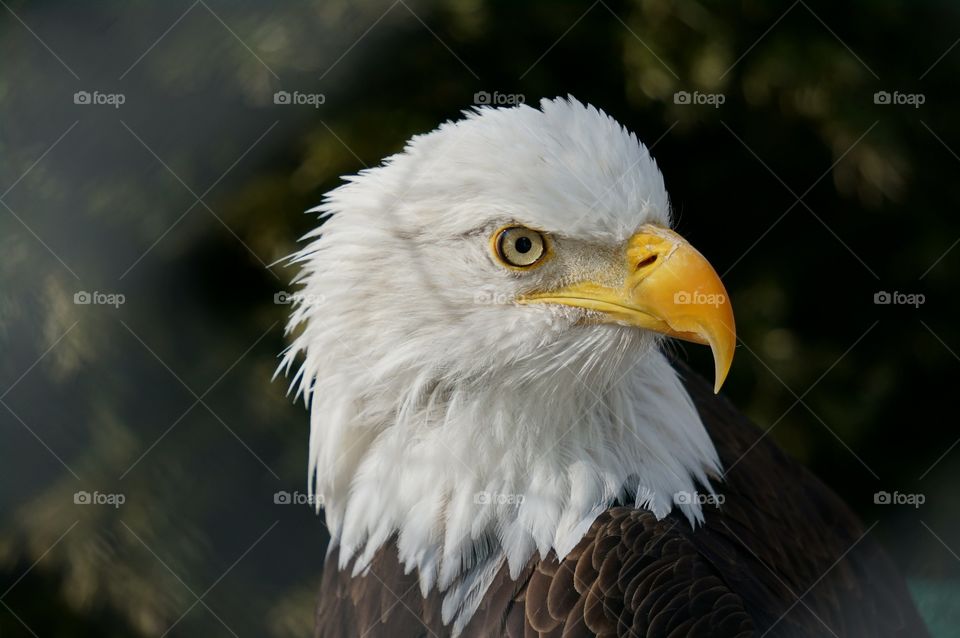 Dignified Eagle Headshot
