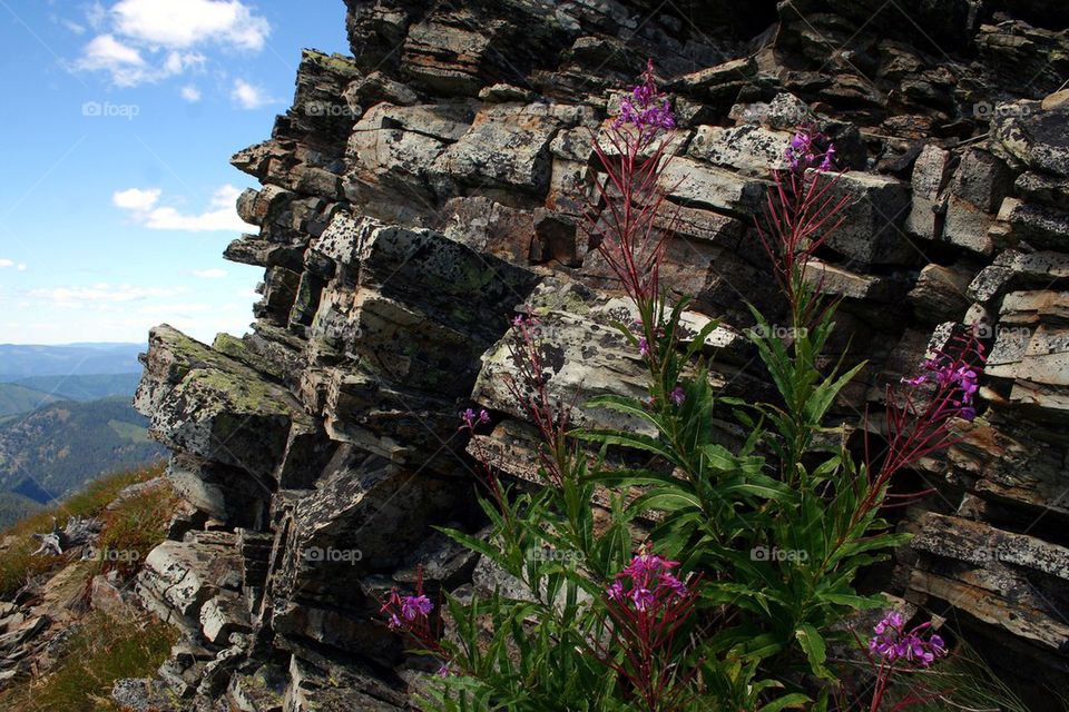 Flowers on a cliff.