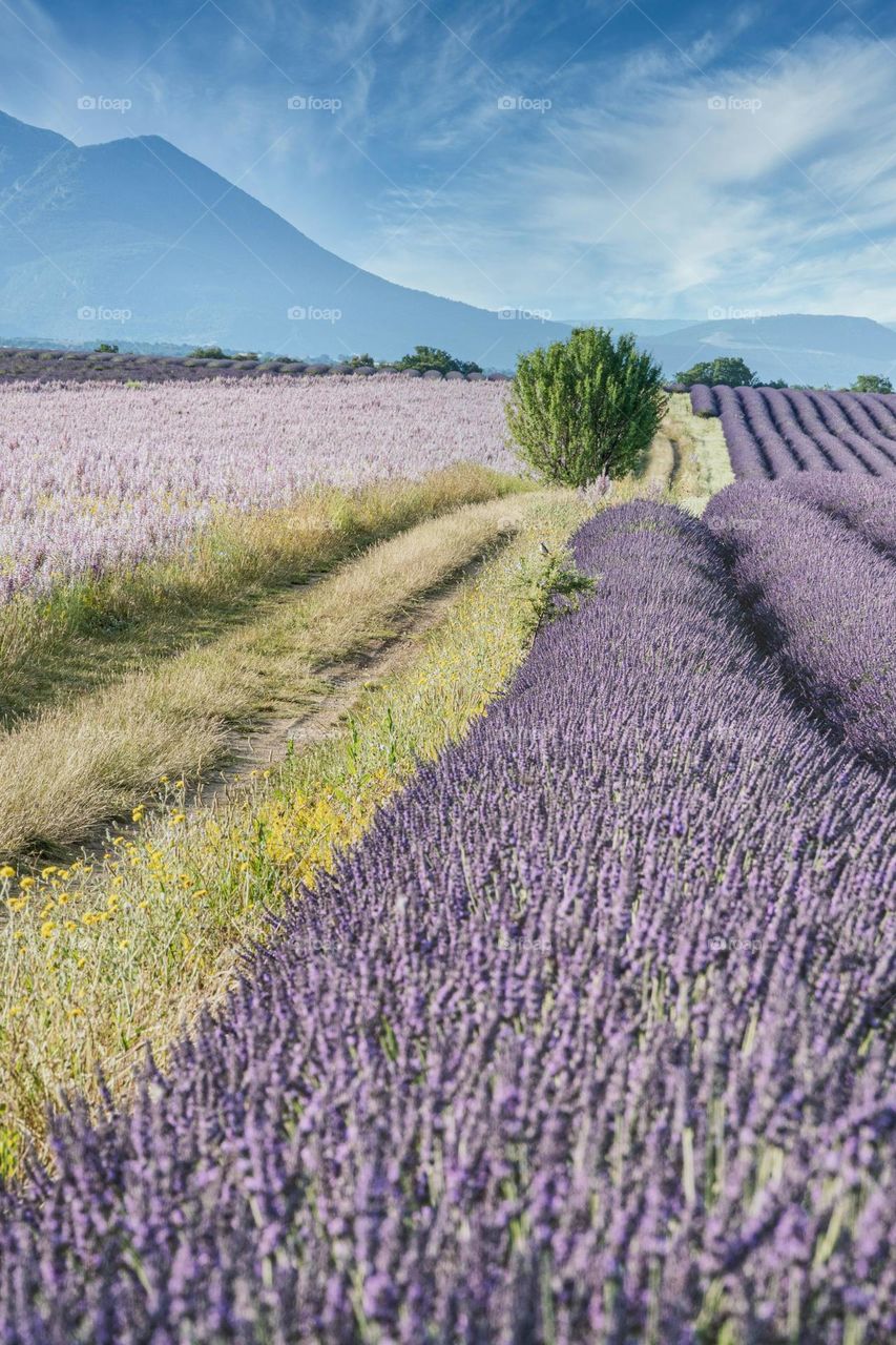 purple flower field under blue sky during daytime