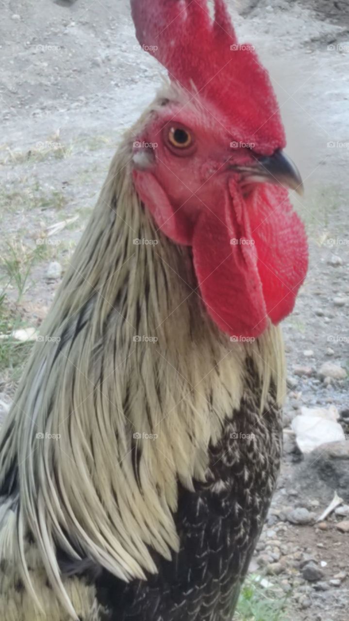 Red crested rooster